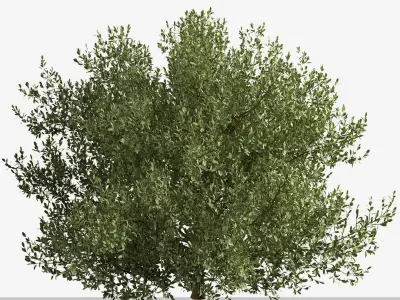 Set of Buxus bodinieri or Buxus Shrub -3 Shrubs 3D model