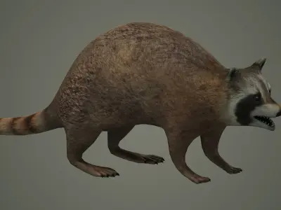 Raccoon animal rodent animal dog mammal  nature kitty 3D model