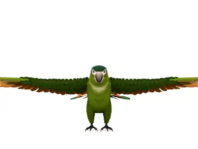 Green Macaw Rigged 3D Model Free low-poly 3D model