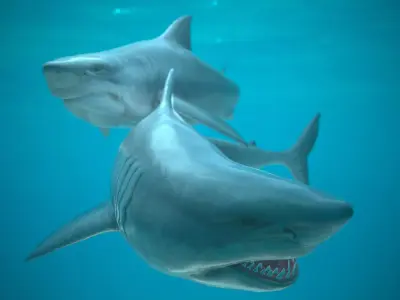 Shark two sharks swimming in ocean Low-poly 3D model