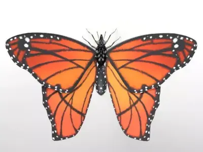 Butterfly Insect Low-poly 3D model