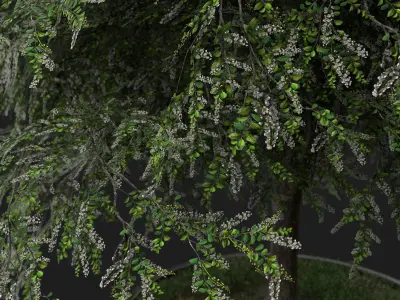 Nature Assets - Bird Cherry Tree Low-poly 3D model