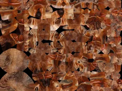 Goliath Bird Eater Low-poly 3D model