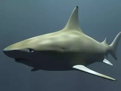 Black Tip Reef Shark 3D model