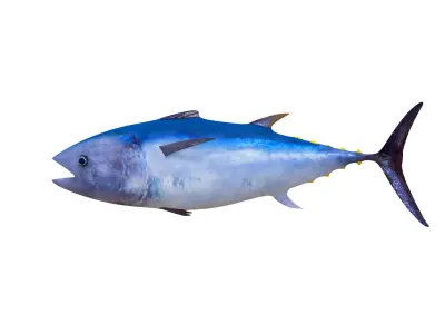 Low-Poly Tuna Animated Free low-poly 3D model