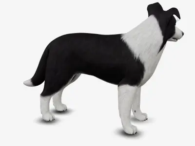 dog border collie Low-poly 3D model