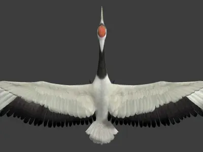 Red-crowned crane Low-poly 3D model