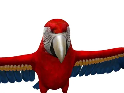 Macaw Rigged and Animation 3D model