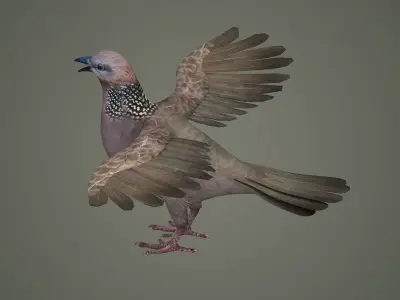 sparrow falcon eagle jay stork pelican swan 3D model