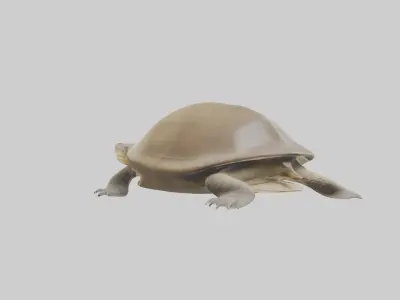 Ganges Softshell Turtle basking model 3D model