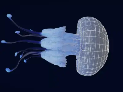 Tropical Jellyfish Phyllorhiza  Animated 3D model