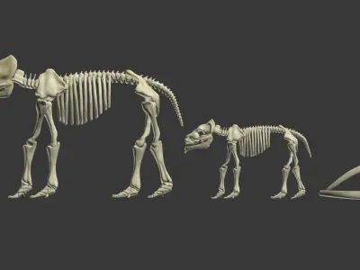 Animal sceletons 3D model