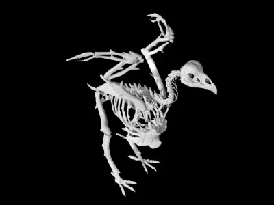 Chicken skeleton Low-poly 3D model