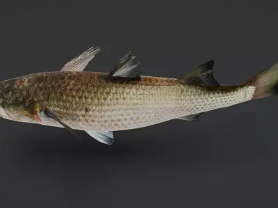 Realistic Mullet Fish Animated 3D model