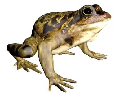 Frog 3D model 3D model
