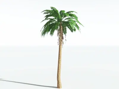EVERYPlant African Oil Palm LowPoly 2 --16 Models-- Low-poly 3D model