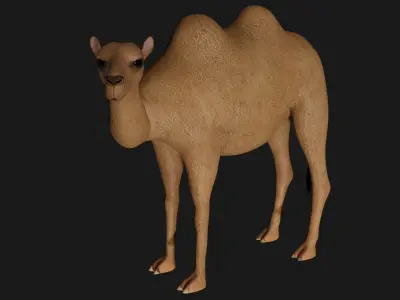 fully rigged low poly camel 3 Low-poly 3D model