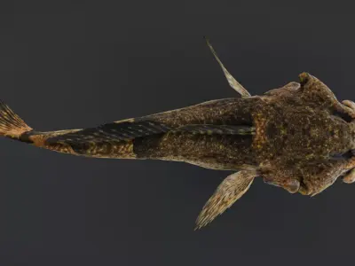 Realistic Freshwater Sculpin Animated 3D model