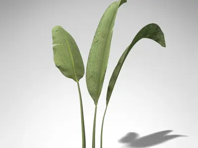 XfrogPlants Macrotaeniopteris 3D model
