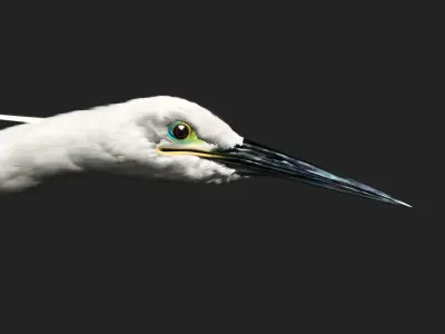 The noble and pure white egret 3D model
