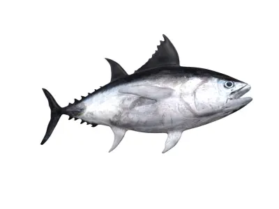 tuna fish Low-poly 3D model
