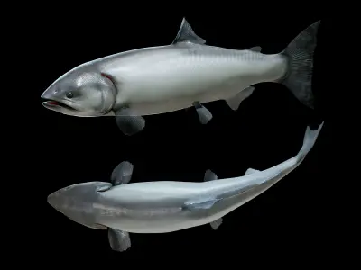 Chinook Salmon Low-poly 3D model