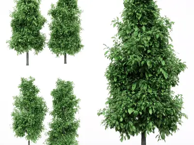 4diffrent tree Sour wood Spring 4 trees Models in the scene Free 3D model