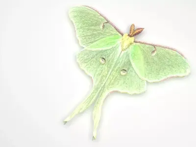 Luna Moth 3D model