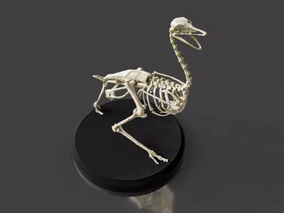 Anatomically Ostrich Skeleton 3D model