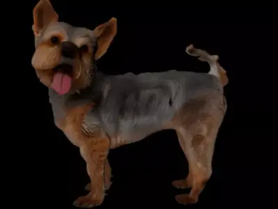 Yorkshire Terrier 3D Model Realistic Dog FBX y OBJ 3D model