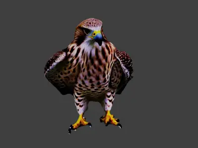 Hawk Animal Low-poly 3D model