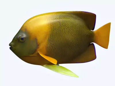 Angle Fish 14 3D model
