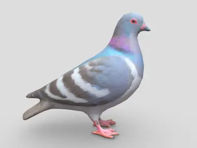 Standing Bird Pigeon Low-poly 3D model