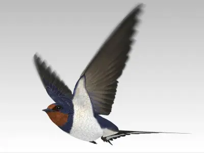 Barn Swallow Low-poly 3D model