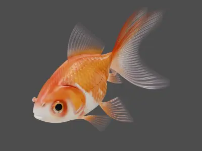 Goldfish Red White Veiltail 3D model