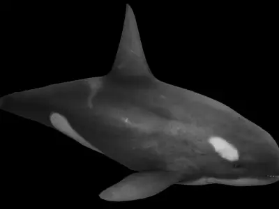 Killer Whale Low-poly 3D model