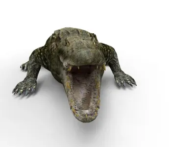 Crocodile 3D Models game ready low poly model 3D model