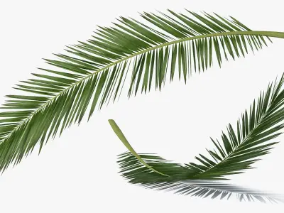 Tropical Leafs Collection 3D model