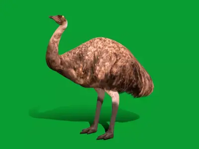 Emu Bird Free low-poly 3D model