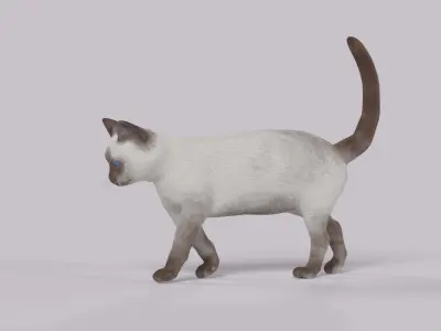 Balinese Cat Low-poly 3D model