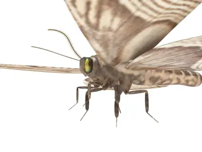 Owl Moth 3D model