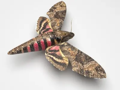 Moth Insect 3D model