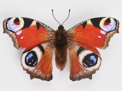 -Peacock Butterfly- 3D model