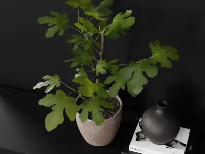  Medium Potted Fig Plant Model 