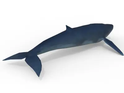 Whale game ready Low-poly 3D model