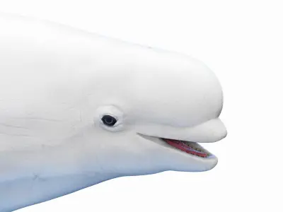 Beluga Whale 3D model buy