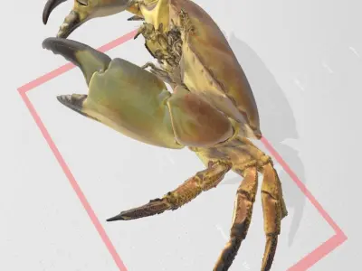 Real life Crab 3D print model