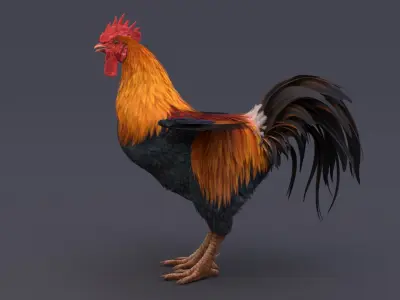 Rooster 3D model 4