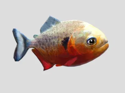 Piranha Realistic Animated Low-poly 3D model