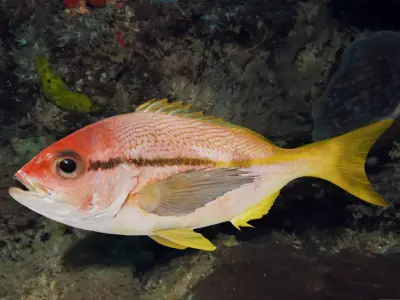 Realistic Spotstripe Snapper Animated 3D model